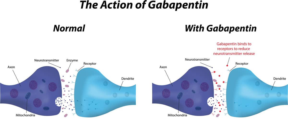 What is the Action Mechanism of Gabapentin ?